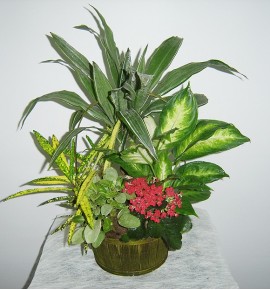 PLANTS BASKET MOD.3