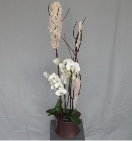 ORQUÍDEA DECO ESPECIAL