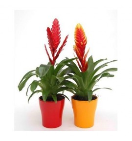 BROMELIAS 